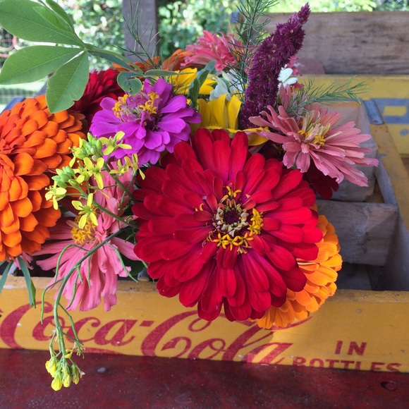 Meet your Posher, Rhonda - Picture 3 of 4